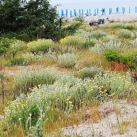 La Casa Nei Pini Viareggio